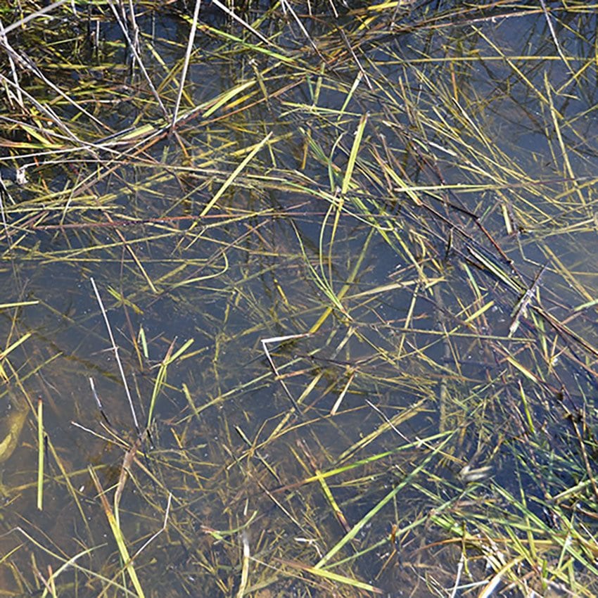 Still Water - immagine 2
